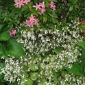 Saxifraga stolonifera